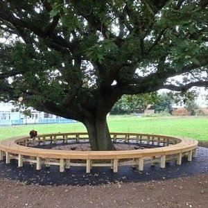 Oak tree seat in situ